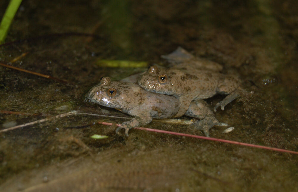 Ma bomvar 19 06 08 allschwil paar 1