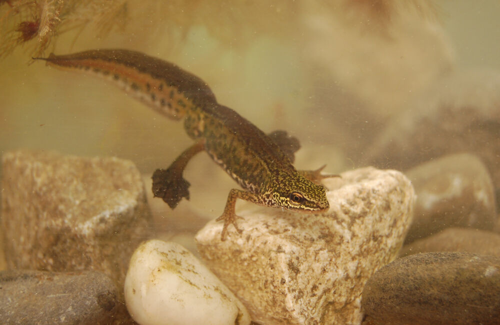 Trihel 30 04 2012 allschwil CH 10