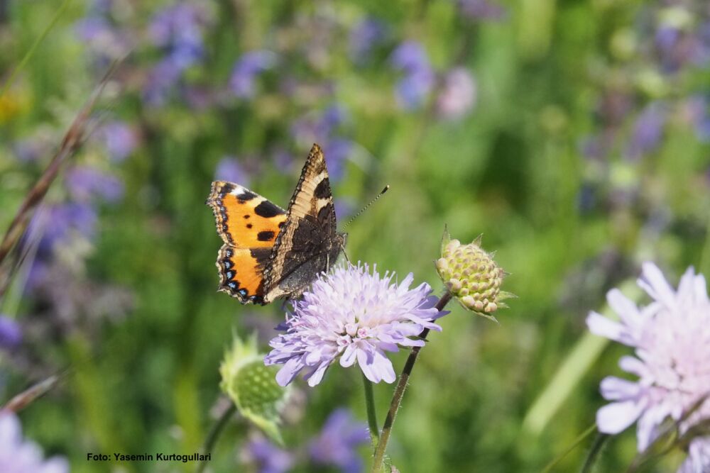 Aglais urticae 2 Kopie