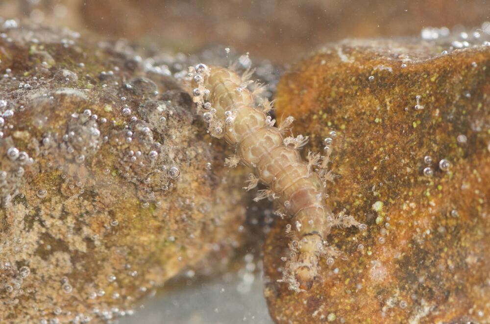 MZB 20220324 rodersdorf 22