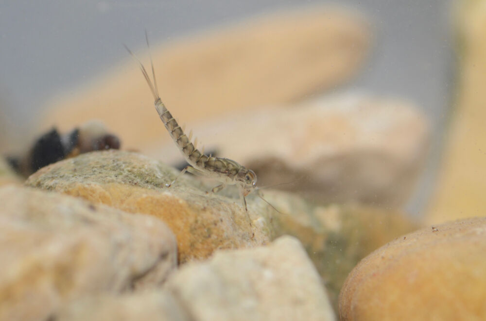 Baetidae 17032020 rodersdorf 2