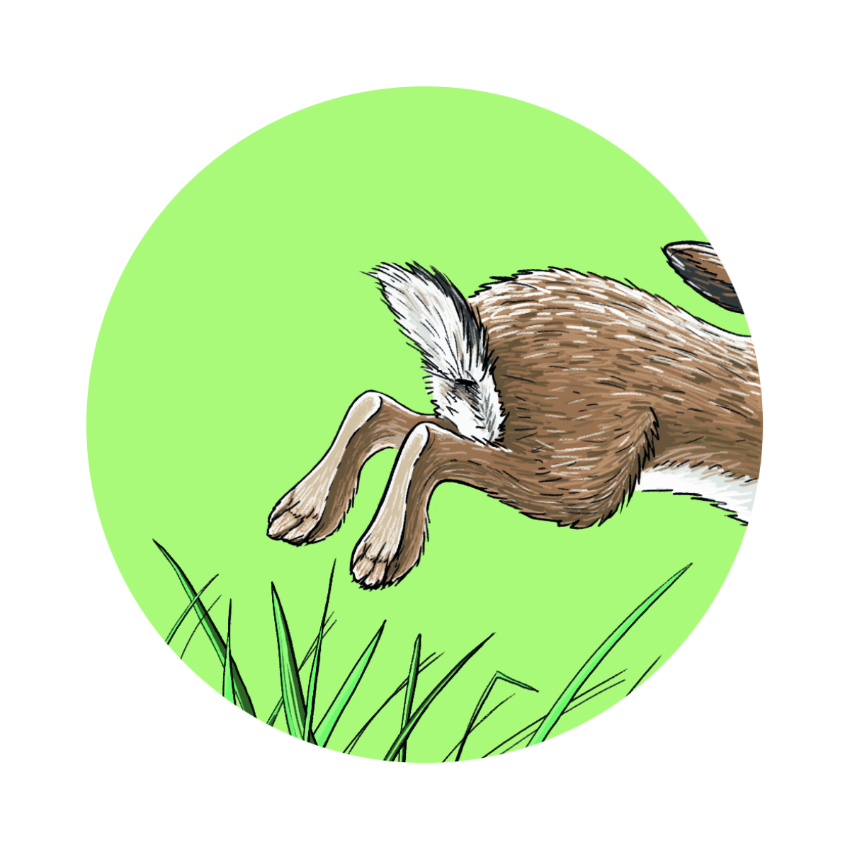 09 projekt hopp hase weiss