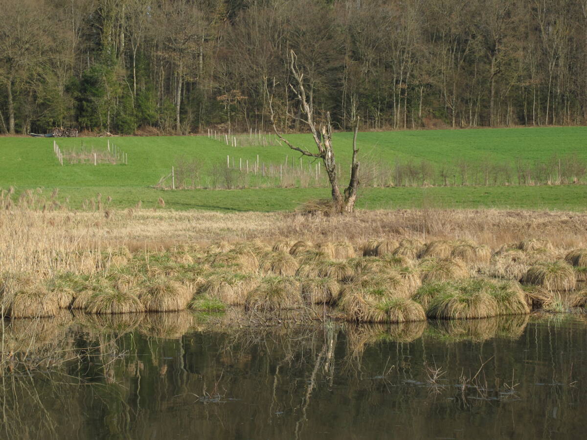 Sg 2012 03 23 Marais de Damphreux JU 2