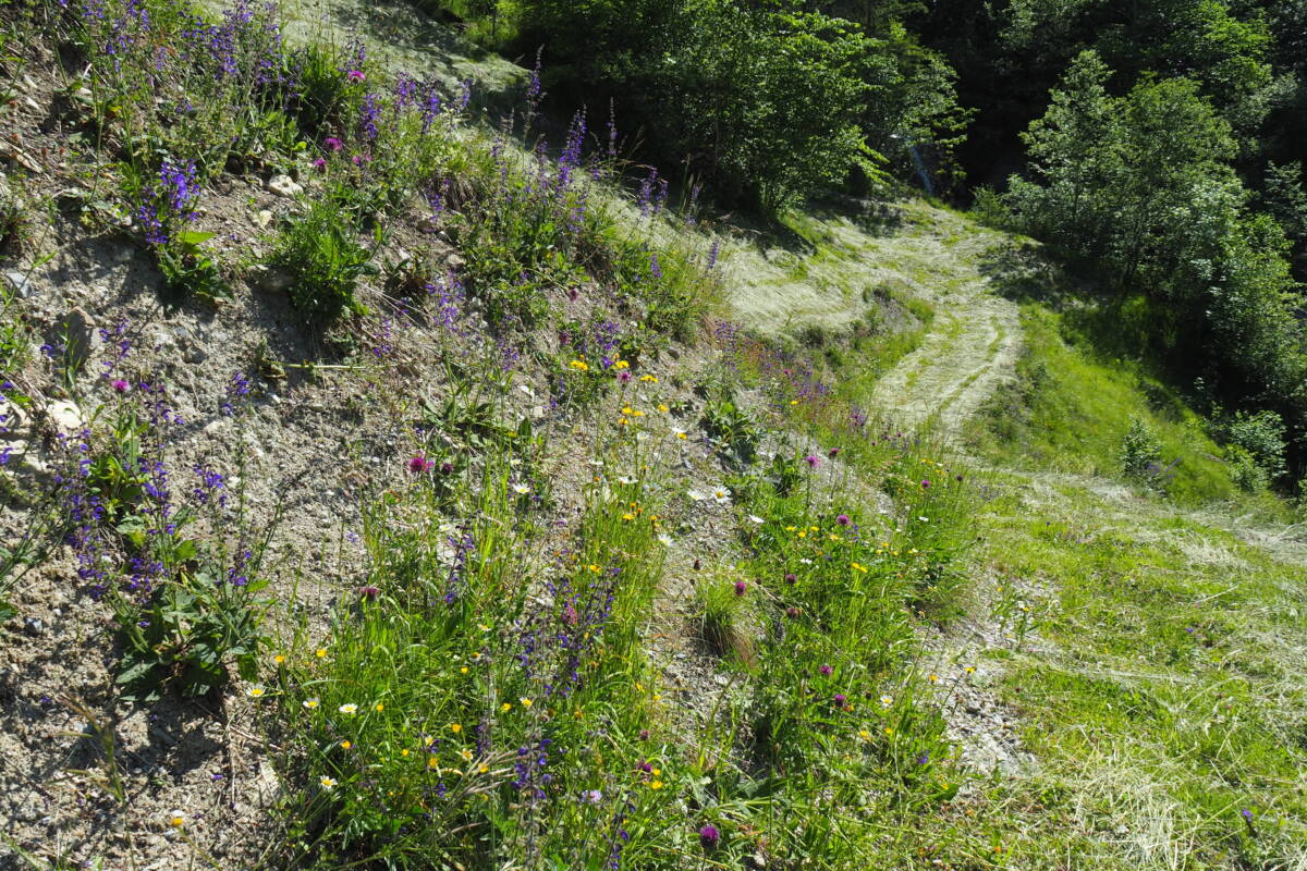Kg Artenreiche Böschung