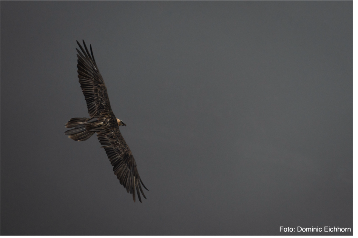 Bartgeier mit Legende2