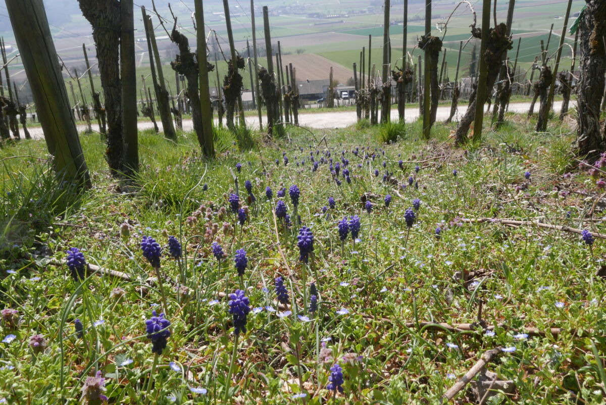 Muscari neglectum aggr WK M1 431