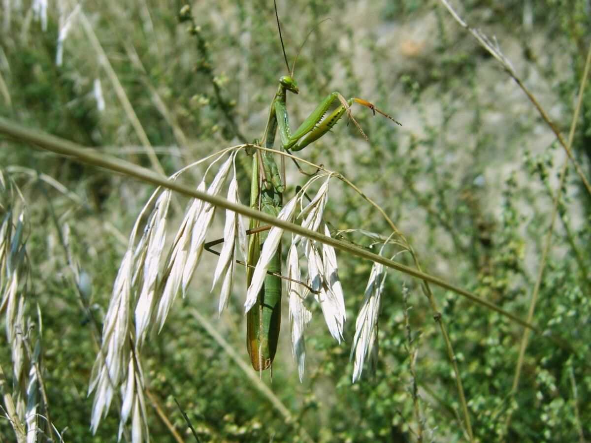 Gottesanbeterin Maennlich