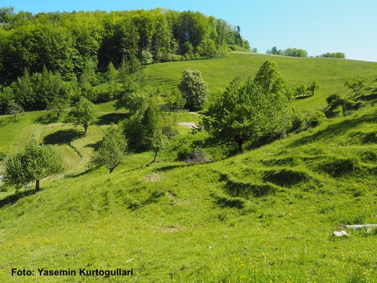 Hochstammobstgarten Kopie