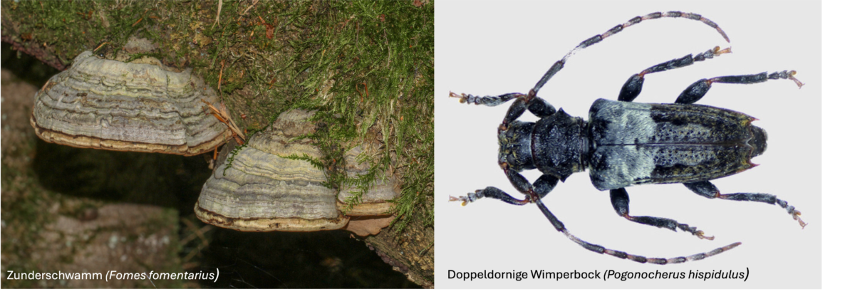 Käfer und Pilz v2