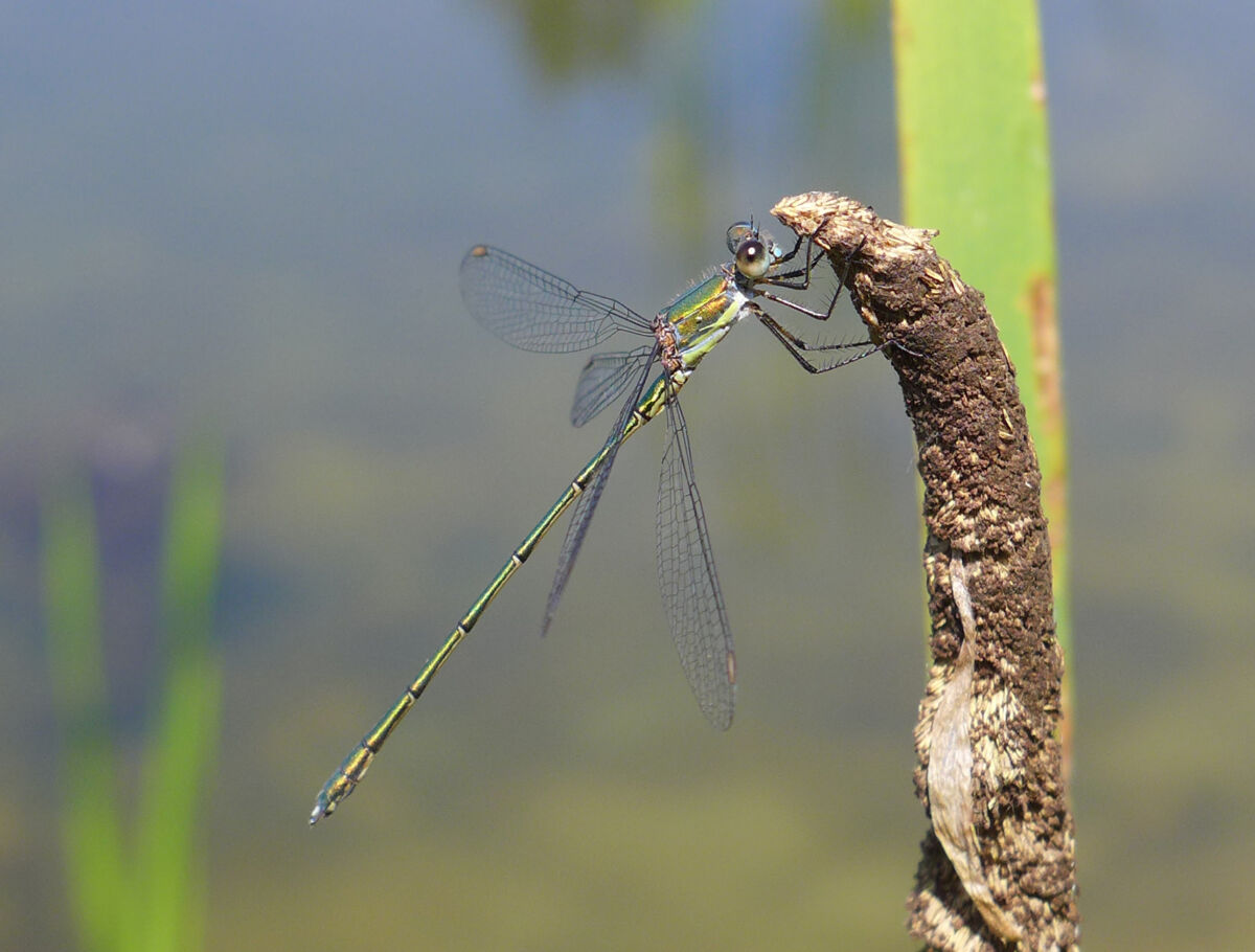 Weidenjungfer Manfred Steffen ma 13 P1310836