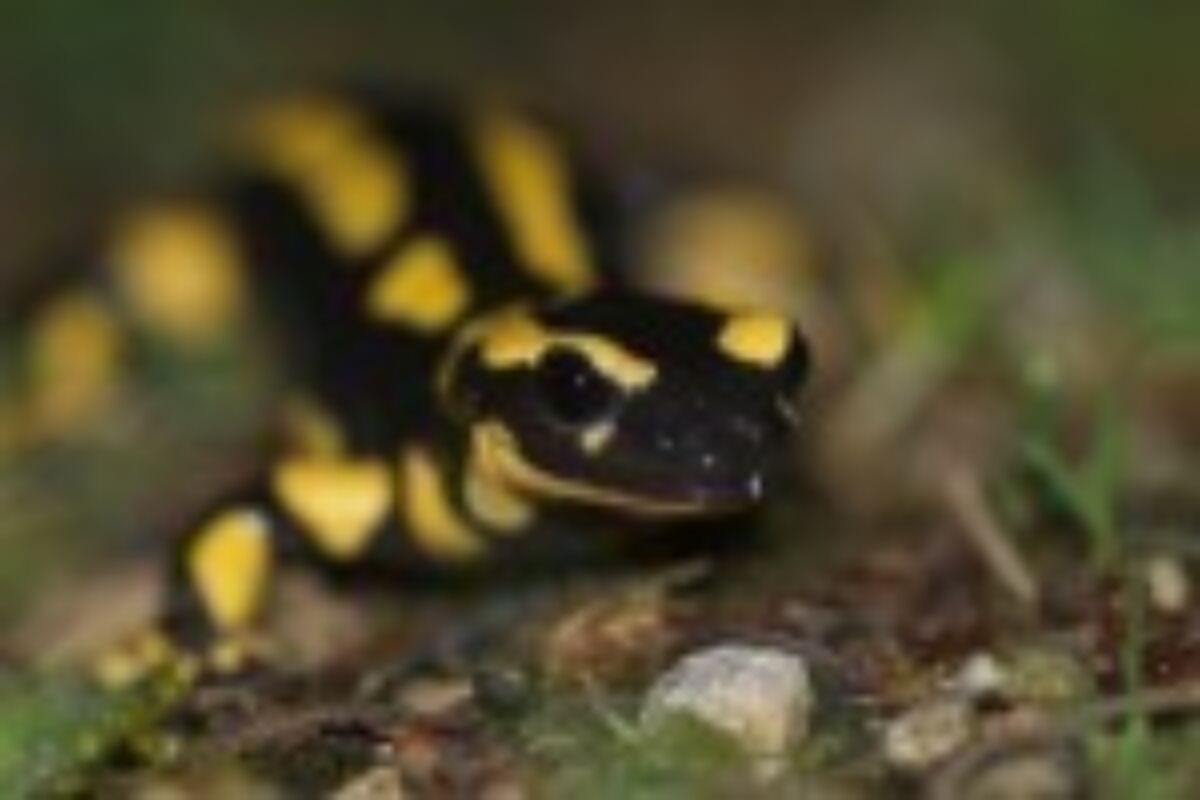 Th salsal 10 05 2014 arlesheim 01