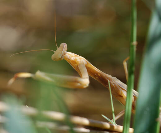 Ma manrel 09 10 08 Laganas GRE 1