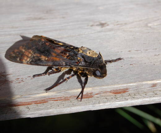 Ma achatr 06 bretolet 3