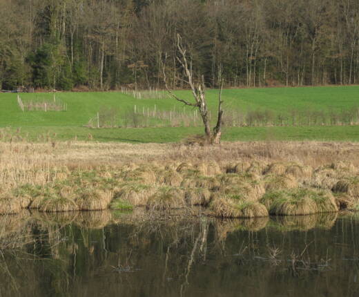 Sg 2012 03 23 Marais de Damphreux JU 2
