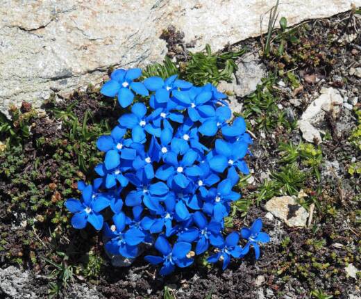 Kg Gentiana verna4