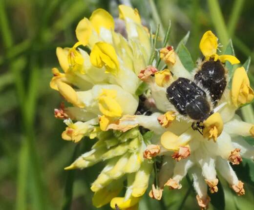 Kg Pollen beetle on Anthyllis vulneraria