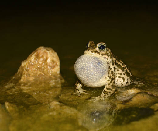 Ma bufcal 18 04 2013 Klingental 1