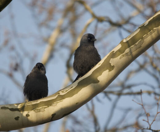 Ma cormon 14 03 2014 BS 6