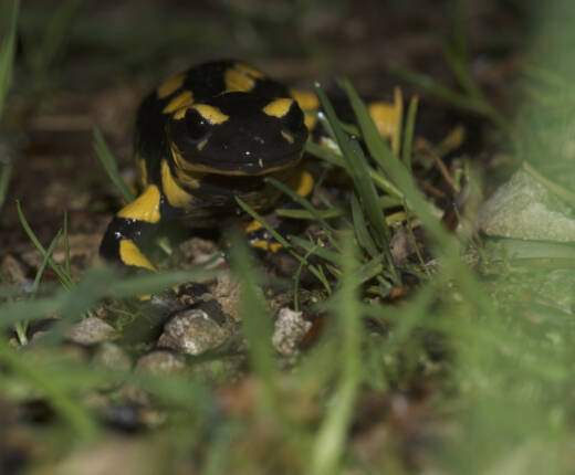 Ma salsal 10 05 2014 arlesheim 11