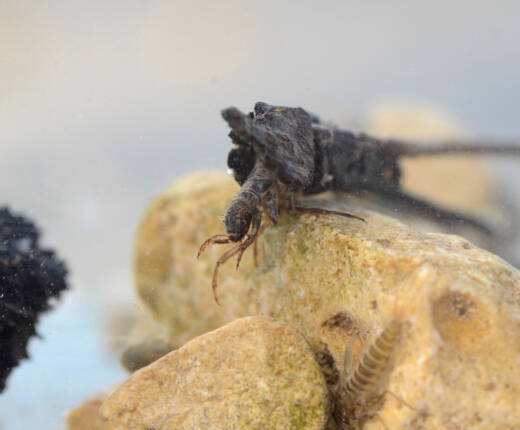 Ma trichoptera1 17032020 rodersdorf 2