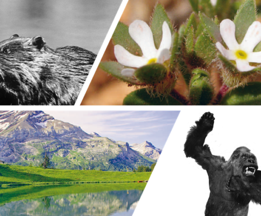 Teaser Mitteilungen klein