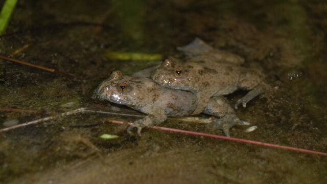 Ma bomvar 19 06 08 allschwil paar 1