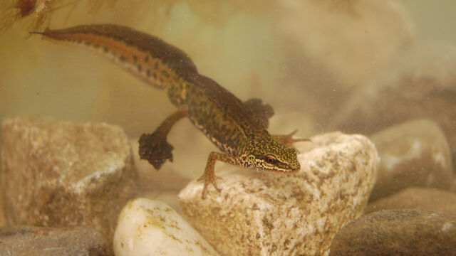 Trihel 30 04 2012 allschwil CH 10