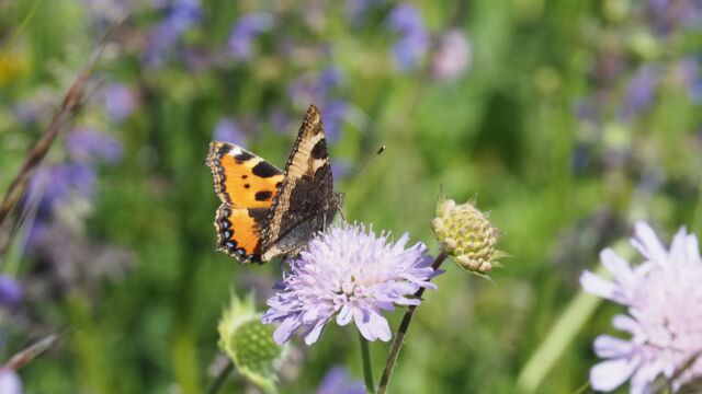 Aglais urticae 2 Kopie