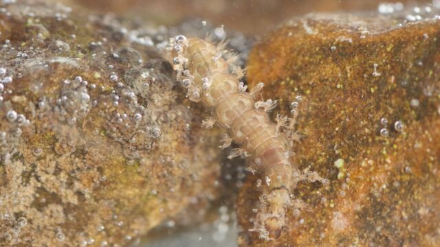 MZB 20220324 rodersdorf 22