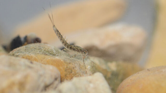 Baetidae 17032020 rodersdorf 2