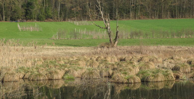 Sg 2012 03 23 Marais de Damphreux JU 2