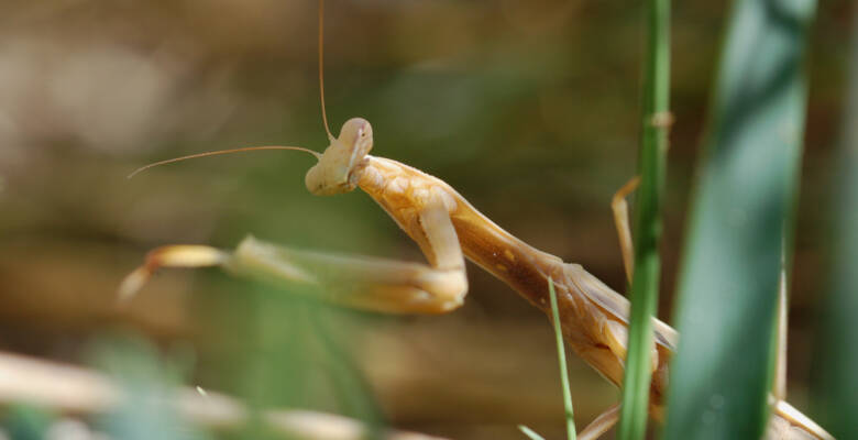 Ma manrel 09 10 08 Laganas GRE 1