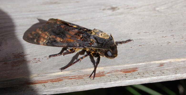 Ma achatr 06 bretolet 3