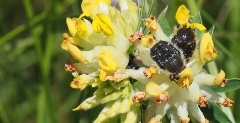Kg Pollen beetle on Anthyllis vulneraria