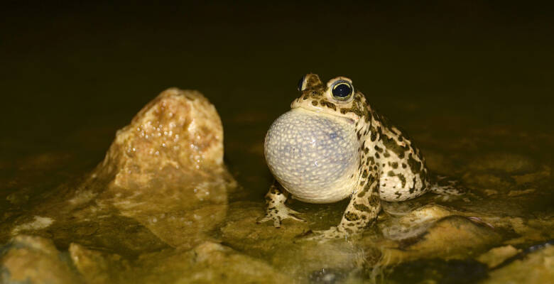 Ma bufcal 18 04 2013 Klingental 1