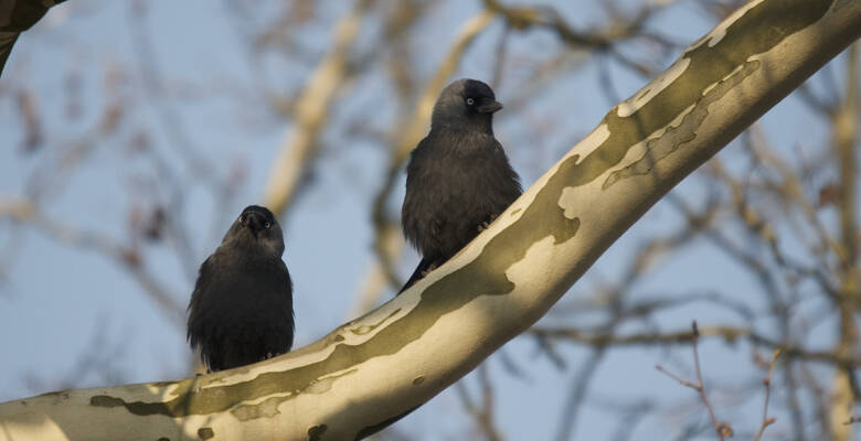 Ma cormon 14 03 2014 BS 6