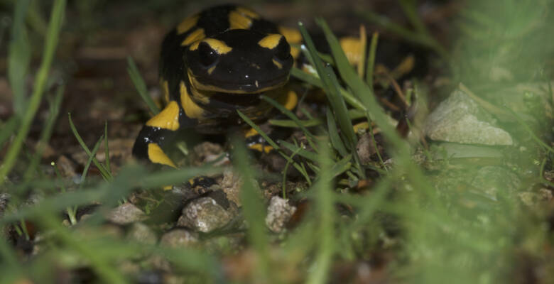 Ma salsal 10 05 2014 arlesheim 11