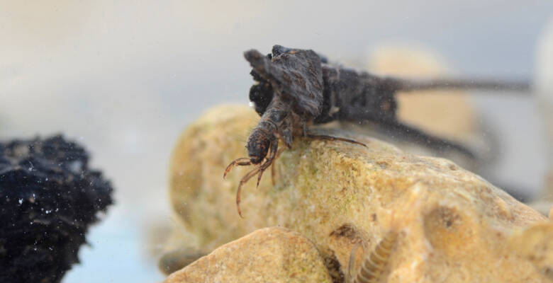 Ma trichoptera1 17032020 rodersdorf 2