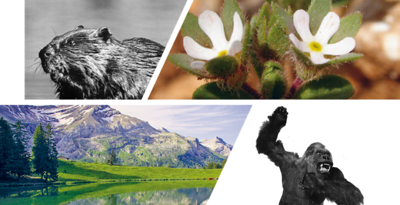 Teaser Mitteilungen klein