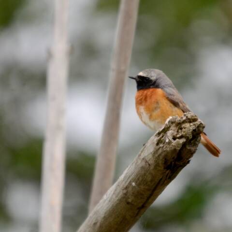 Phopho 20210526 landauer BS m 3