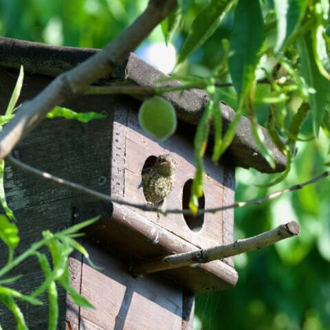 Phopho 20230601 bettingerweg pull 1