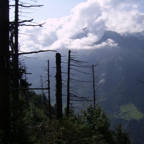 RU Naturgefahren käferbefall