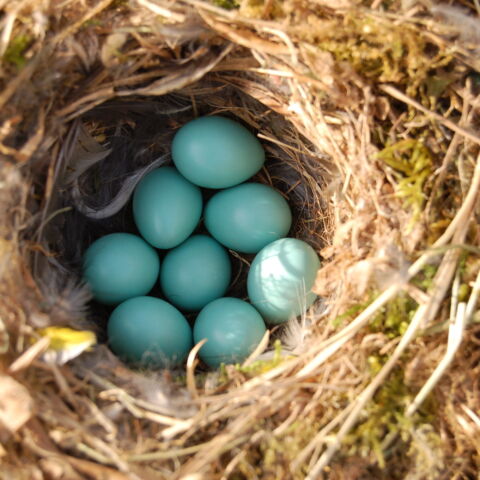 Phopho 15 05 2011 Schlipf Gelege 1