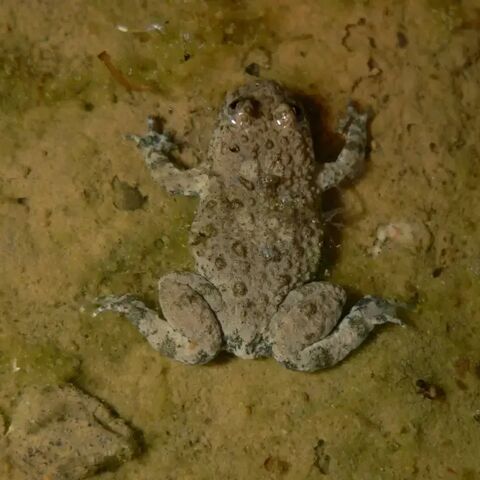 GU Hard Rheinfelden2