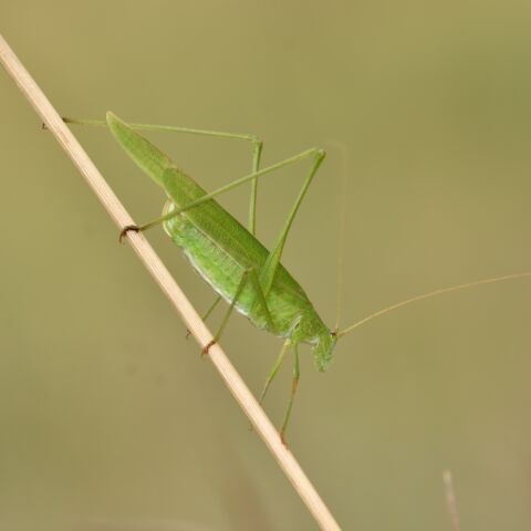 Phaneroptera falcata