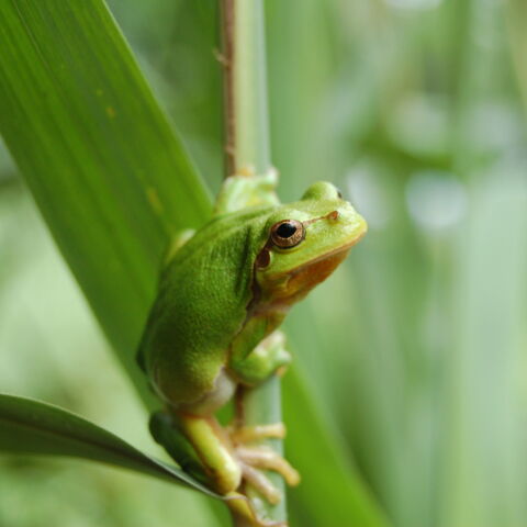 Hylarb 11 06 08 riehen 3