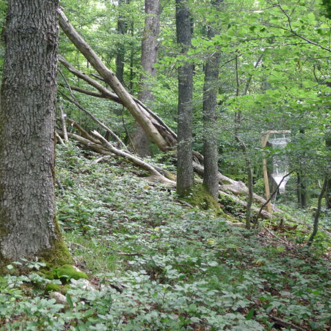 Abb01 P1130800 Densbüren G 50