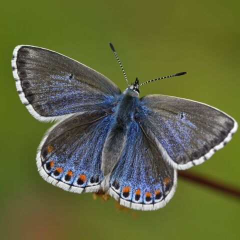 Abb01 bellargus 2 DSC0668 highres 26958