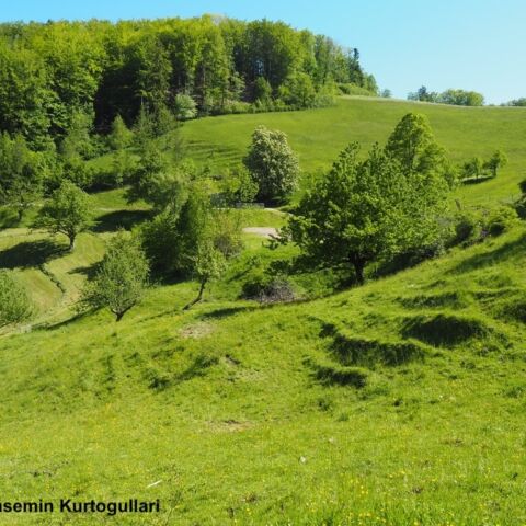 Hochstammobstgarten Kopie