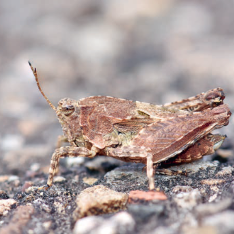 Langfühler Dornschrecke He